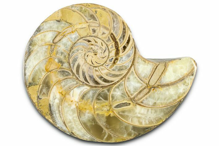 Cut & Polished Jurassic Nautilus Fossil (Half) - Madagascar #365534